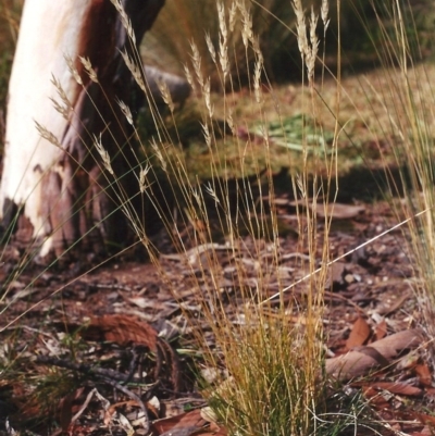 Rytidosperma erianthum (Hill Wallaby Grass) at Conder, ACT - 10 Apr 2005 by michaelb