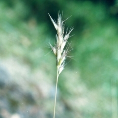 Rytidosperma erianthum (Hill Wallaby Grass) at Conder, ACT - 11 Dec 2005 by MichaelBedingfield