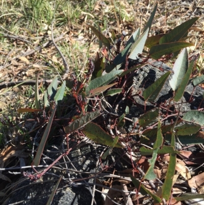 Hardenbergia violacea (False Sarsaparilla) at Bruce Ridge - 28 Jun 2015 by ibaird