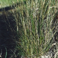 Rytidosperma erianthum (Hill Wallaby Grass) at Conder, ACT - 19 May 2007 by michaelb