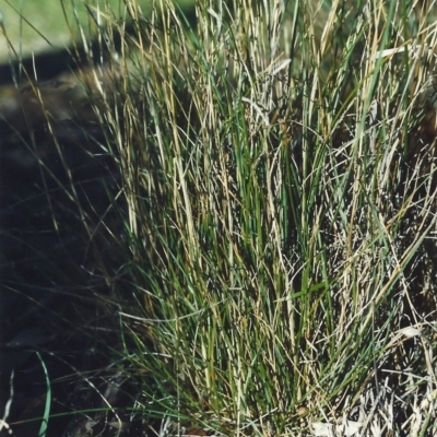 Rytidosperma erianthum (Hill Wallaby Grass) at Conder, ACT - 20 May 2007 by MichaelBedingfield