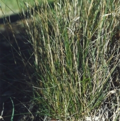 Rytidosperma erianthum (Hill Wallaby Grass) at Pollinator-friendly garden Conder - 19 May 2007 by michaelb