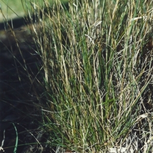 Rytidosperma erianthum at Conder, ACT - 20 May 2007