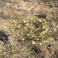 Acacia genistifolia (Early Wattle) at Bruce Ridge - 28 Jun 2015 by ibaird