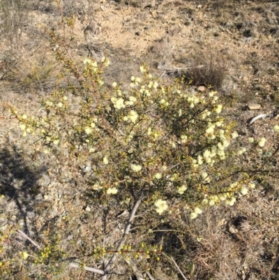 Acacia genistifolia (Early Wattle) at Bruce Ridge - 28 Jun 2015 by ibaird