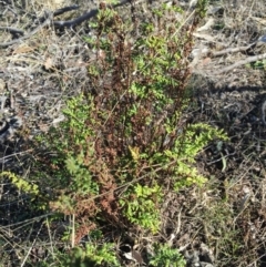 Cheilanthes sieberi subsp. sieberi (Narrow Rock Fern) at Bruce Ridge - 28 Jun 2015 by ibaird