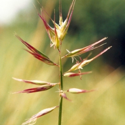 Rytidosperma erianthum (Hill Wallaby Grass) at Conder, ACT - 30 Oct 2009 by MichaelBedingfield