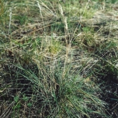 Rytidosperma fulvum (Wallaby Grass) at Conder, ACT - 20 May 2007 by michaelb