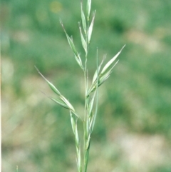 Rytidosperma fulvum (Wallaby Grass) at Conder, ACT - 3 Dec 2008 by michaelb