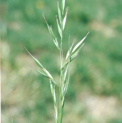 Rytidosperma fulvum (Wallaby Grass) at Conder, ACT - 3 Dec 2008 by michaelb