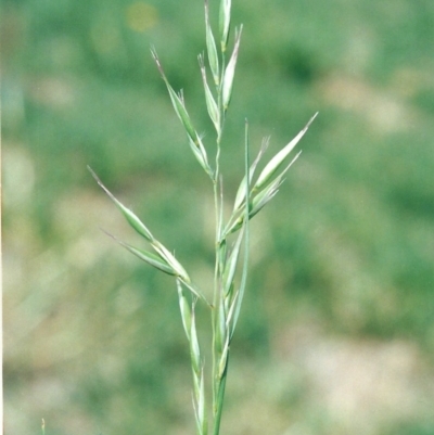 Rytidosperma fulvum (Wallaby Grass) at Conder, ACT - 2 Dec 2008 by michaelb