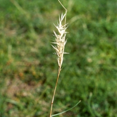 Rytidosperma fulvum (Wallaby Grass) at Conder, ACT - 30 Dec 2007 by michaelb