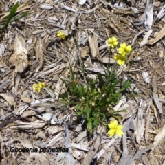 Goodenia pinnatifida (Scrambled Eggs) at Sth Tablelands Ecosystem Park - 19 Nov 2014 by JanetRussell