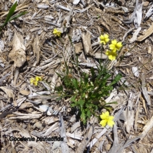 Goodenia pinnatifida at Molonglo Valley, ACT - 20 Nov 2014