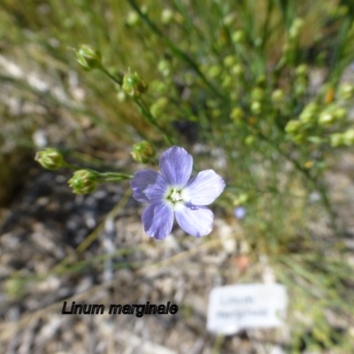 Linum marginale (Native Flax) at Molonglo Valley, ACT - 20 Nov 2014 by JanetRussell