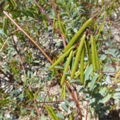 Indigofera australis subsp. australis (Australian Indigo) at Molonglo Valley, ACT - 19 Nov 2014 by JanetRussell