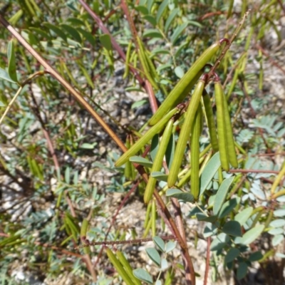 Indigofera australis subsp. australis (Australian Indigo) at Sth Tablelands Ecosystem Park - 19 Nov 2014 by JanetRussell