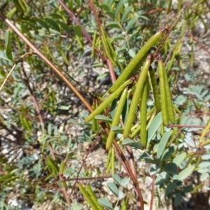 Indigofera australis subsp. australis at Molonglo Valley, ACT - 20 Nov 2014