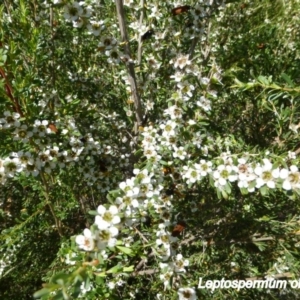 Leptospermum obovatum at Molonglo Valley, ACT - 20 Nov 2014