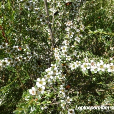 Leptospermum obovatum (River Tea Tree) at Molonglo Valley, ACT - 19 Nov 2014 by JanetRussell