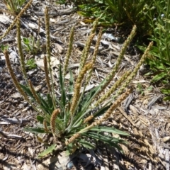 Plantago varia (Native Plaintain) at Sth Tablelands Ecosystem Park - 19 Nov 2014 by JanetRussell