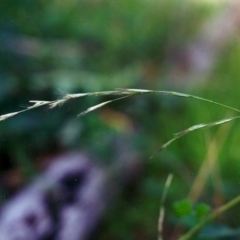 Rytidosperma racemosum (Striped Wallaby Grass) at Conder, ACT - 5 May 2000 by michaelb