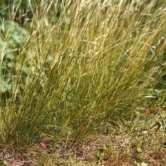 Rytidosperma racemosum (Striped Wallaby Grass) at Conder, ACT - 5 May 2007 by MichaelBedingfield