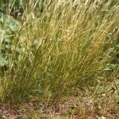 Rytidosperma racemosum (Striped Wallaby Grass) at Conder, ACT - 4 May 2007 by michaelb