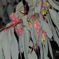 Eucalyptus sideroxylon (Mugga Ironbark) at Stranger Pond - 5 Jul 2015 by michaelb