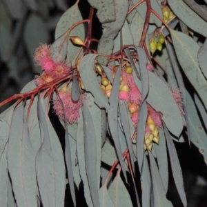 Eucalyptus sideroxylon at Bonython, ACT - 5 Jul 2015