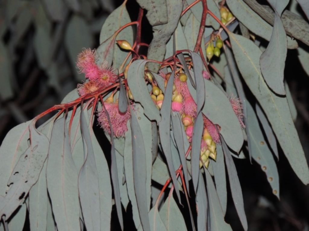 Eucalyptus sideroxylon at Bonython, ACT - 5 Jul 2015