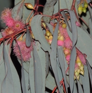 Eucalyptus sideroxylon at Bonython, ACT - 5 Jul 2015 07:11 PM