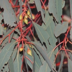 Eucalyptus sideroxylon (Mugga Ironbark) at Bonython, ACT - 5 Jul 2015 by michaelb