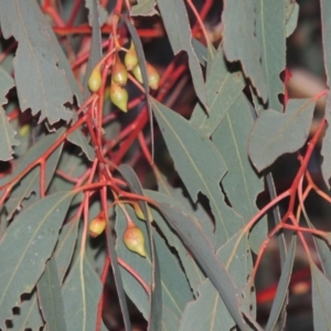 Eucalyptus sideroxylon at Bonython, ACT - 5 Jul 2015