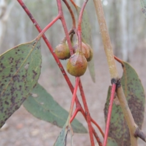 Eucalyptus sideroxylon at Bonython, ACT - 5 Jul 2015