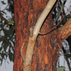 Eucalyptus sideroxylon at Bonython, ACT - 5 Jul 2015