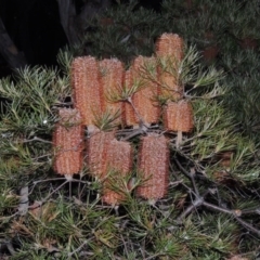 Banksia spinulosa var. spinulosa (Hairpin Banksia) at Bonython, ACT - 5 Jul 2015 by michaelb