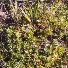 Styphelia humifusum (Cranberry Heath) at Conder, ACT - 14 Feb 2000 by michaelb