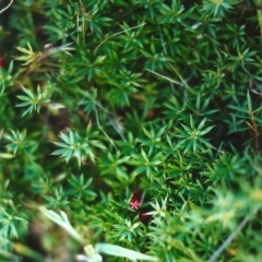 Styphelia humifusum (Cranberry Heath) at Conder, ACT - 21 Apr 2000 by MichaelBedingfield