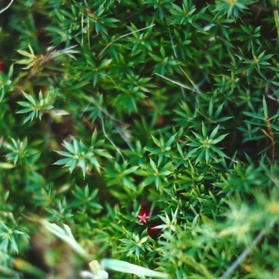 Styphelia humifusum (Cranberry Heath) at Conder, ACT - 21 Apr 2000 by MichaelBedingfield