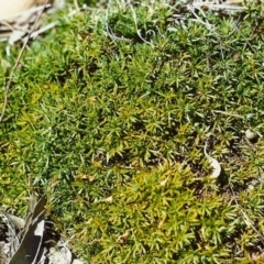 Astroloma humifusum (Cranberry Heath) at Tuggeranong Hill - 27 Nov 2000 by michaelb