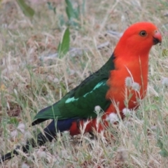 Alisterus scapularis (Australian King-Parrot) at Conder, ACT - 15 Nov 2014 by michaelb