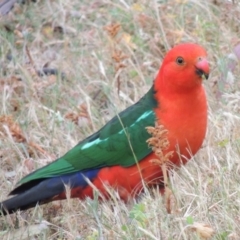 Alisterus scapularis at Conder, ACT - 15 Nov 2014