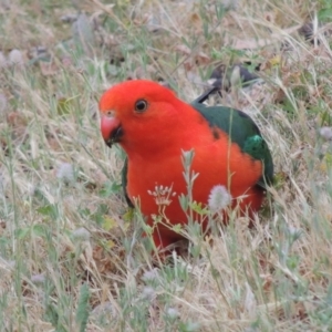 Alisterus scapularis at Conder, ACT - 15 Nov 2014