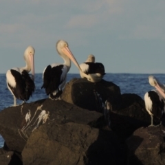 Pelecanus conspicillatus (Australian Pelican) at Kioloa, NSW - 4 Jun 2014 by MichaelBedingfield