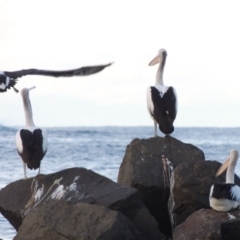 Pelecanus conspicillatus at Kioloa, NSW - 4 Jun 2014