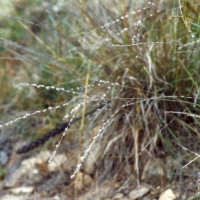 Digitaria brownii (Cotton Panic Grass) at Conder, ACT - 10 Feb 2000 by MichaelBedingfield