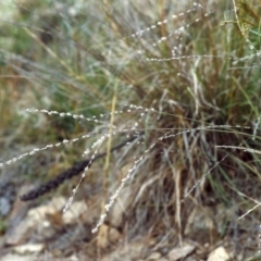 Digitaria brownii (Cotton Panic Grass) at Conder, ACT - 9 Feb 2000 by michaelb
