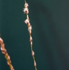 Digitaria brownii (Cotton Panic Grass) at Rob Roy Range - 6 Feb 2001 by michaelb