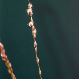 Digitaria brownii at Conder, ACT - 7 Feb 2001 12:00 AM